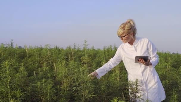 Wetenschapper Het Observeren Van Cbd Hennepplanten Marihuana Veld Het Schrijven — Stockvideo