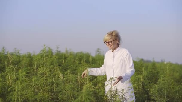 マリファナフィールドの科学者は幸せで Cbd麻の植物に満足しています 彼女は微笑んでいる — ストック動画
