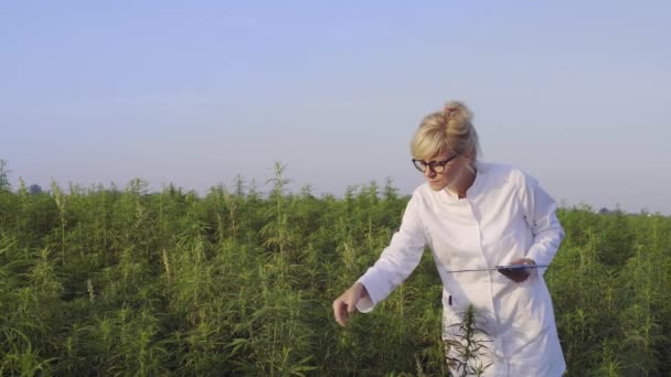 マリファナフィールド上のCbd麻の植物を観察し メモを取る虫眼鏡を持つ科学者 — ストック動画
