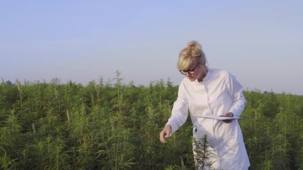 Wetenschapper Met Vergrootglas Observeer Cbd Hennepplanten Marihuana Veld Aantekeningen Maken — Stockvideo