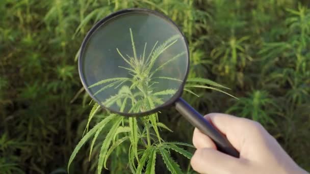 Científico Con Lupa Observando Plantas Cáñamo Cbd Campo Marihuana — Vídeos de Stock