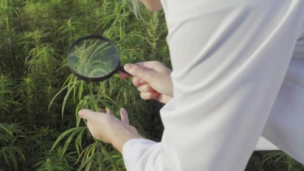 Wetenschapper Met Vergrootglas Observeer Cbd Hennepplanten Marihuana Veld — Stockvideo