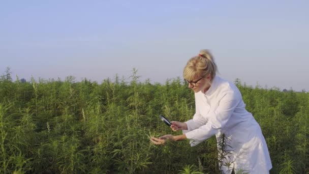 Wetenschapper Met Vergrootglas Observeer Cbd Hennepplanten Marihuana Veld — Stockvideo