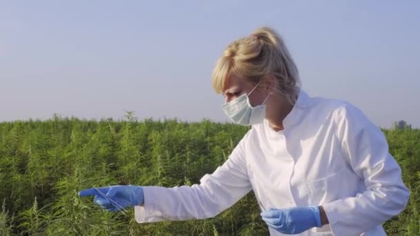 Científico Con Pinzas Tomando Muestras Observando Plantas Cáñamo Cbd Campo — Vídeo de stock