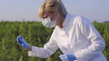 Cımbızlı bilim adamı örnek alıyor ve marihuana alanında Cbd kenevir bitkilerini gözlemliyor. Cam tüp kullanıyor.