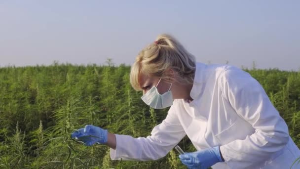 Cientista Com Pinças Tirar Amostras Observar Plantas Cânhamo Cbd Campo — Vídeo de Stock