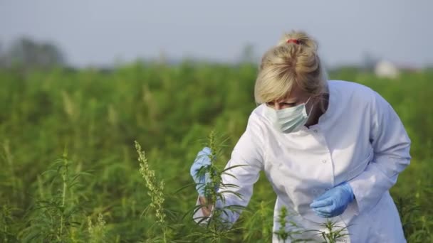 科学家用钳子取样 观察大麻场上的Cbd大麻植物 她用玻璃管 — 图库视频影像
