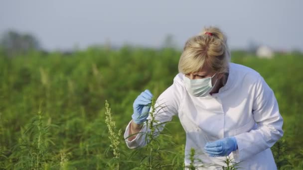 Científico Con Pinzas Tomando Muestras Observando Plantas Cáñamo Cbd Campo — Vídeo de stock