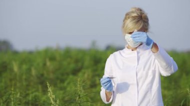Cımbızlı bilim adamı örnek alıyor ve marihuana alanında Cbd kenevir bitkilerini gözlemliyor. Cam tüp kullanıyor.