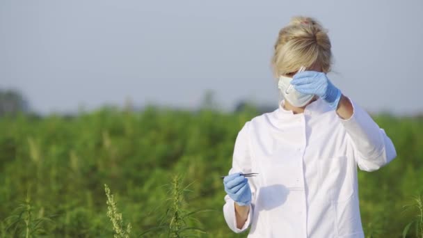 Naukowiec Pęsety Pobierania Próbek Obserwacji Roślin Konopi Cbd Polu Marihuany — Wideo stockowe