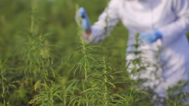 Naukowiec Pęsety Pobierania Próbek Obserwacji Roślin Konopi Cbd Polu Marihuany — Wideo stockowe