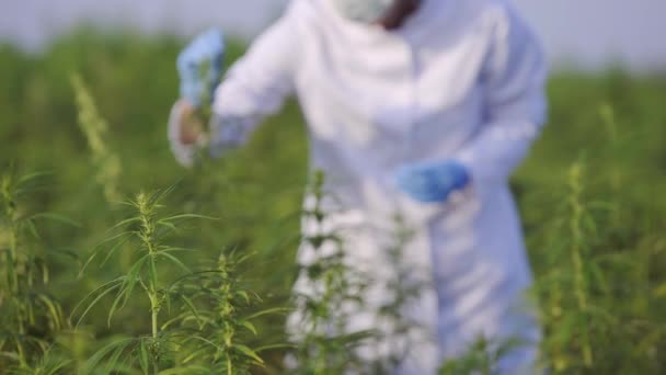 Vetenskapsman Med Pincett Prover Och Observera Cbd Hampa Växter Marijuana — Stockvideo