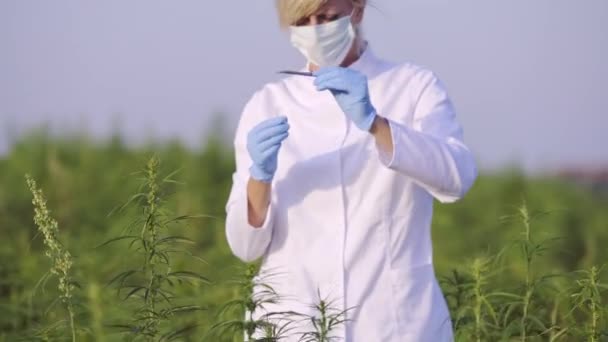 Científico Con Pinzas Tomando Muestras Observando Plantas Cáñamo Cbd Campo — Vídeo de stock