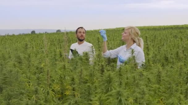 Twee Wetenschappers Observeren Cbd Hennepplanten Marihuana Veld Het Schrijven Van — Stockvideo