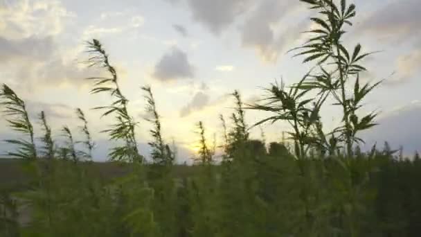Wietrznie Marihuana Rośliny Konopne Cbd Pole Zachodzie Słońca — Wideo stockowe