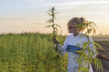 Scientist observing CBD hemp plants on marijuana field and taking notes clipart