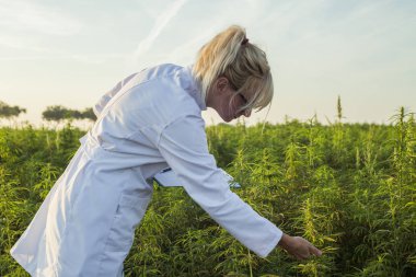 Bilim adamı marihuana alanında Cbd kenevir bitkileri gözlemleyerek ve notlar alarak