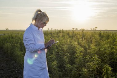 Bilim adamı marihuana alanında Cbd kenevir bitkileri gözlemleyerek ve notlar alarak