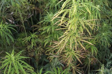 Kötü marihuana Cbd kenevir bitkiler alan örneği.