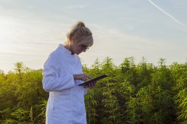 Bilim adamı marihuana alanında Cbd kenevir bitkileri gözlemleyerek ve tablet sonuçları yazma