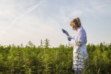 Cımbız kullanan bilim adamları marihuana tarlasında CBD kenevir bitkilerini inceliyor.