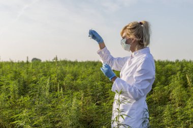 Cımbız kullanan bilim adamları marihuana tarlasında CBD kenevir bitkilerini inceliyor.