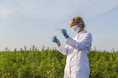 Cımbız kullanan bilim adamları marihuana tarlasında CBD kenevir bitkilerini inceliyor.