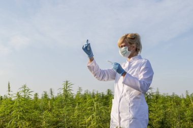 Cımbız kullanan bilim adamları marihuana tarlasında CBD kenevir bitkilerini inceliyor.