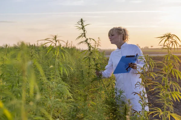 Wissenschaftler beobachtet cbd-Hanfpflanzen auf Marihuana-Feld und macht Notizen — Stockfoto