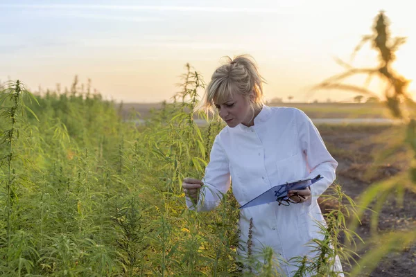 Wissenschaftler beobachtet cbd-Hanfpflanzen auf Marihuana-Feld und macht Notizen — Stockfoto