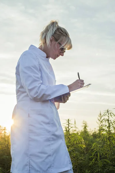 Scientifique observant des plantes de chanvre CBD sur le champ de marijuana et prenant des notes — Photo