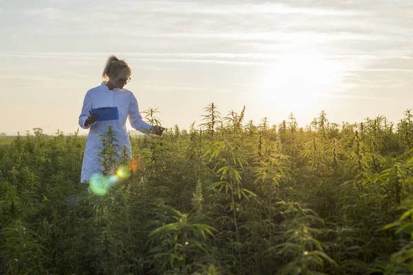 Wissenschaftler beobachtet cbd-Hanfpflanzen auf Marihuana-Feld und macht Notizen — Stockfoto