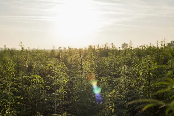 Marihuana cbd Hanfpflanzen Feld im Sonnenaufgang — Stockfoto