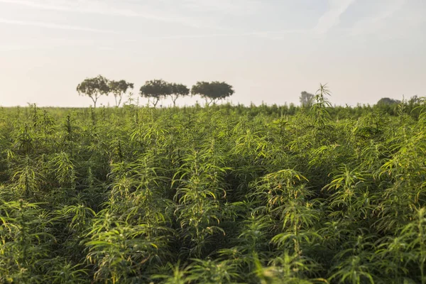 Marihuana cbd Hanfpflanzen Feld im Sonnenaufgang — Stockfoto