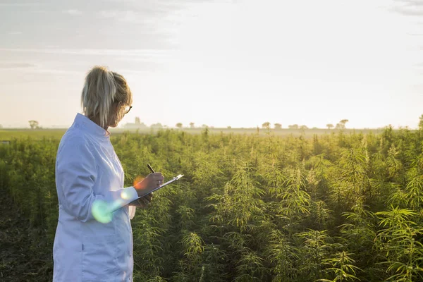 Bilim adamı marihuana alanında Cbd kenevir bitkileri gözlemleyerek ve notlar alarak