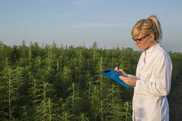Scientifique observant des plantes de chanvre CBD sur le champ de marijuana et prenant des notes — Photo