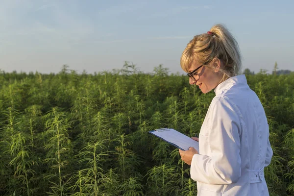 Bilim adamı marihuana alanında Cbd kenevir bitkileri gözlemleyerek ve notlar alarak — Stok fotoğraf