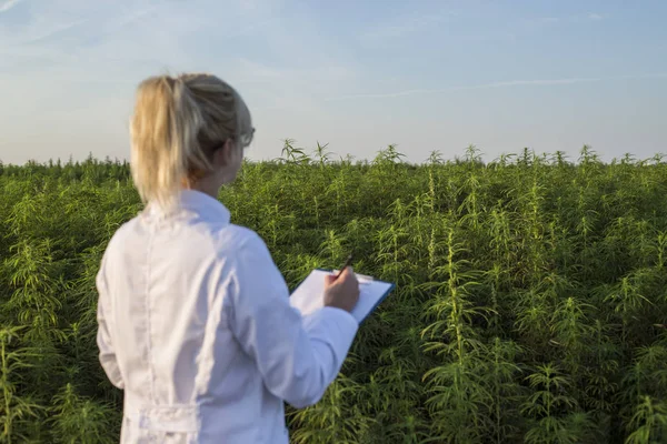 Bilim adamı marihuana alanında Cbd kenevir bitkileri gözlemleyerek ve notlar alarak — Stok fotoğraf