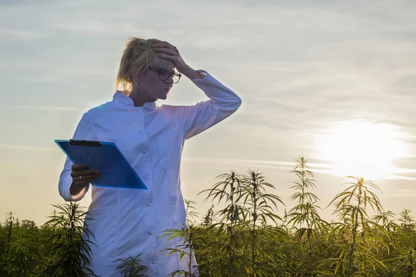 Scientist on marijuana field holding on forehead unhappy with CBD hemp plants