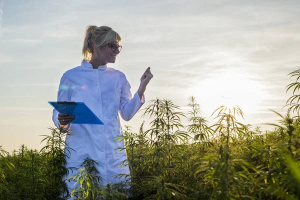 Scientifique sur le champ de marijuana heureux et satisfait des plantes de chanvre CBD — Photo