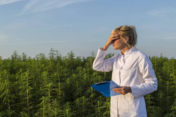Scientifique sur le champ de marijuana tenant sur le front malheureux avec les plantes de chanvre CBD — Photo