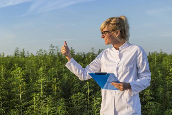 Scientifique sur le champ de marijuana heureux et satisfait des plantes de chanvre CBD — Photo