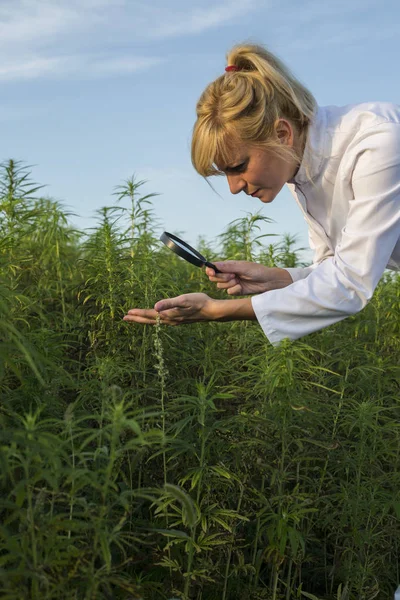 Scientifique avec loupe observant des plantes de chanvre CBD sur le champ de marijuana — Photo
