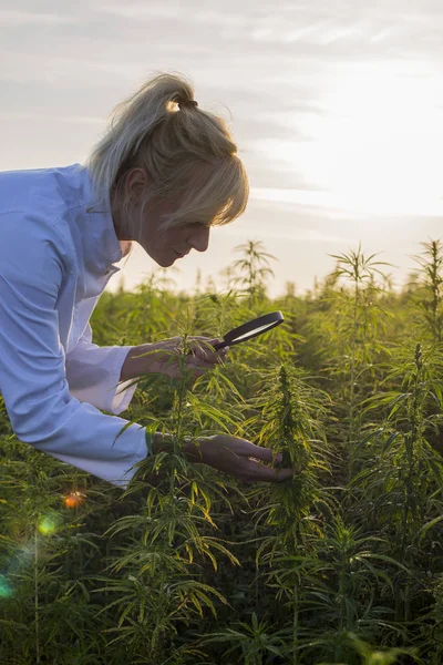 Büyüteç marihuana alanında Cbd kenevir bitkileri gözlemleyerek bilim adamı — Stok fotoğraf