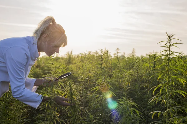 Scientifique avec loupe observant des plantes de chanvre CBD sur le champ de marijuana — Photo