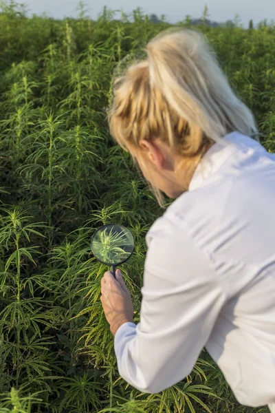 Wissenschaftler mit Lupe beobachtet cbd Hanfpflanzen auf Marihuana-Feld — Stockfoto