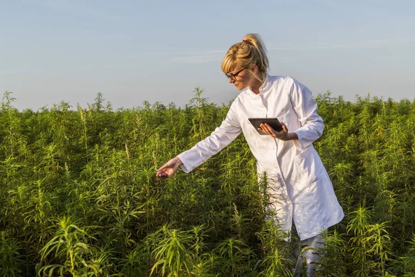 Scientifique observant des plantes de chanvre CBD sur le champ de marijuana et l'écriture des résultats dans la tablette — Photo