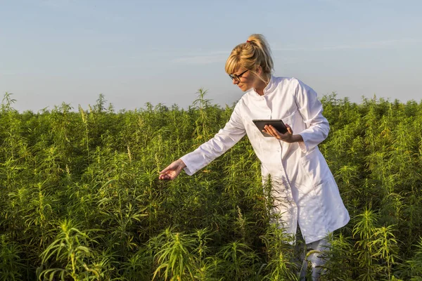 Bilim adamı marihuana alanında Cbd kenevir bitkileri gözlemleyerek ve tablet sonuçları yazma