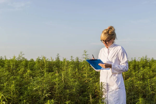 Bilim adamı marihuana alanında Cbd kenevir bitkileri gözlemleyerek ve notlar alarak — Stok fotoğraf