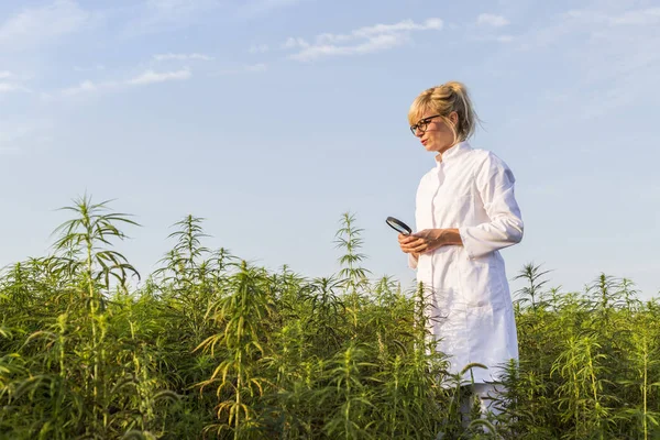 Büyüteç marihuana alanında Cbd kenevir bitkileri gözlemleyerek bilim adamı — Stok fotoğraf